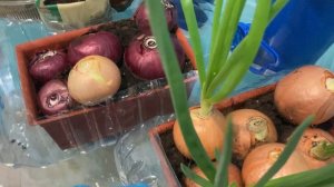 Мои растишки на балконе в ноябре.