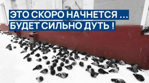 СКОРО НАЧНЕТСЯ СИЛЬНАЯ ... 🥶 А что здесь было раньше ? 🙄 Очень много их появилось в Норильске ❗❗