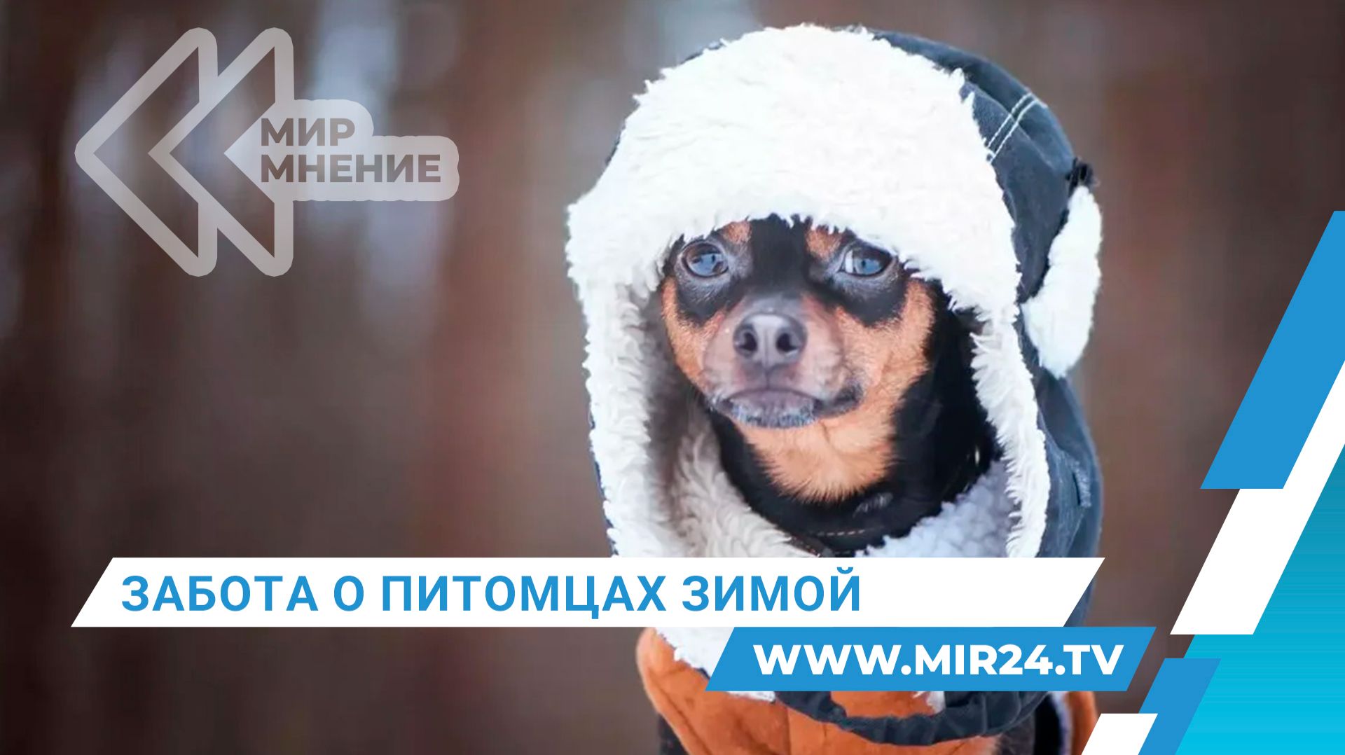 Забота о питомце. Как подготовить его к зиме?