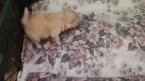 Пушистик  растет🤗