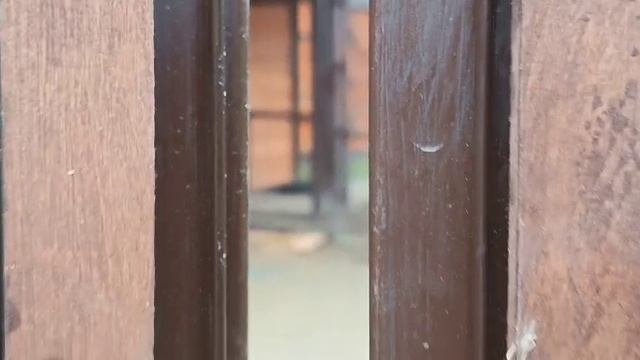 IMOC9036 Шархан 21.11.2025 Видео от опекуна Светланы