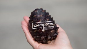 Я СИБИРЯК |Фильм о Форуме сибирского гостеприимства и туризма "Дикоросы"|