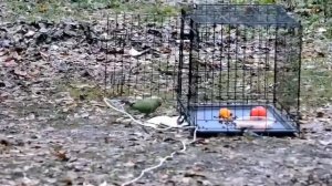 🦜Второго из двух попугаев, которые сбежали от хозяев в Москве еще в конце лета, поймали🦜