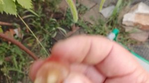 Розовая мечта селекции Донского казачества.