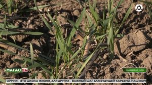 Сбор и посев: две кампании одной осени