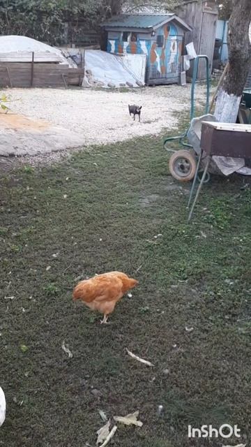 Животные.Сборник интересных моментов из жизни животных.Фильм6.Серия3.Часть3 .mp4