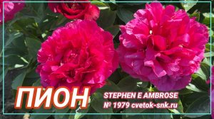 Махровый гибрид "STEPHEN E AMBROSE"/Сад Ворошиловой