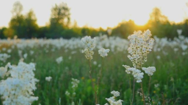 Звук природы. Птицы. Пение птиц Чекан луговой и Славка мельничек на лугу
