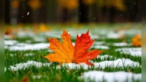 Последний жёлтый лист