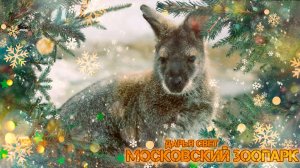 Кенгуру Беннета, или валлаби. Кенгурёнок кушает кленовый лист. Московский зоопарк. Осень 2025