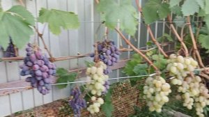 Артемида селекции Донского казачества.