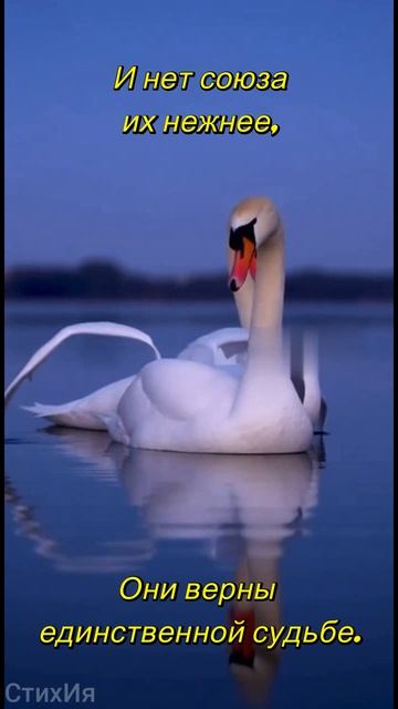 Белые лебеди