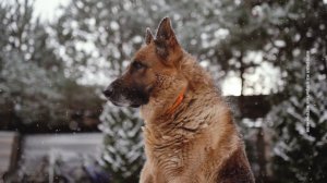 БИЗНЕС НА ГОРЕ: ЧТО СКРЫВАЮТ ВЕТКЛИНИКИ?