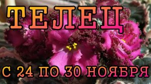 ТЕЛЕЦ таро прогноз на неделю с 24 по 30 НОЯБРЯ 2025 года.