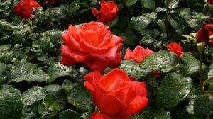 Роза Иерусалима