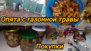 ОПЯТА С ГАЗОННОЙ ТРАВЫ. ОПЯТЬ ОБМАНУЛИ.