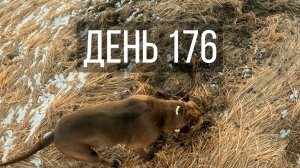 День 176
