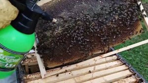 Как Обработать ПЧЕЛ Щавелевой кислотой ПРОЛИВ или ОПРЫСКИВАНИЕ Осеняя обработка пчёл от клеща варроа