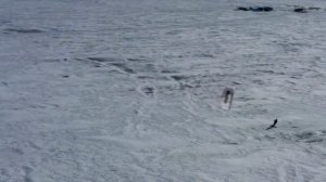 Заместитель начальника Контрольного управления Президента РФ и губернатор края