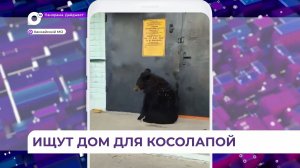 В Приморье ищут новый дом для ручной медведицы
