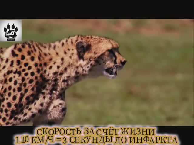 Невероятные факты о знаменитом, сухопутном животном, которые вас шокируют! ☺️ смотреть онлайн