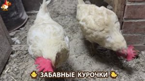 Забавные курочки несушки на сельском подворье 🤗😂😜 (27)