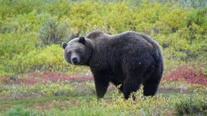 Прячусь, от медведя, за кустами.