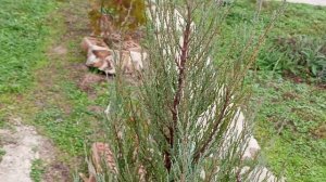 Кубань. Молодой САД. Обзор растишек. 21.11.25