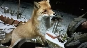 (1175) Лиса приходит в гости. Ноябрь 2025