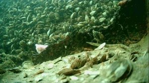 1000005042.mp4Волга гл.2м.21.11.2025г.