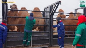 Племенные казахские верблюды: особенности и селекция. Бактрианы и дромадеры. Шубат, шерсть, мясо.