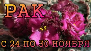 РАК таро прогноз на неделю с 24 по 30 НОЯБРЯ 2025 года.