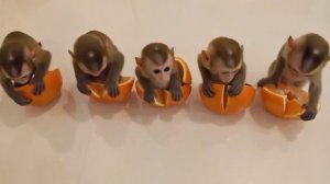 обезьянки.mp4