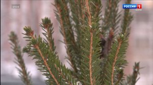 Минприроды Коми утвердило стоимость заготовки новогодних елей