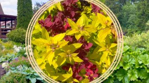 Красное / желтое / зеленое. Садовый светофор.