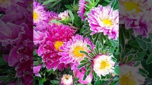 В одно сентябрьское утро. Застывшая красота в первый заморозок!  Тепло домашнего уюта.