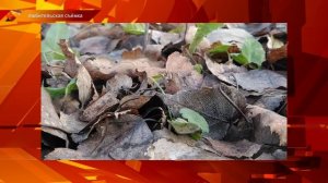 Чем опасна мышиная лихорадка