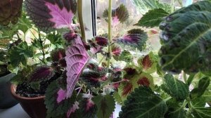 Мои колеусы.