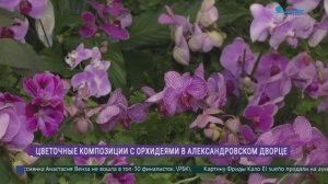 Орхидеи - самые главные цветы Александровского дворца Царского Села