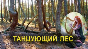 Танцующий лес