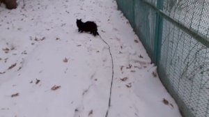 Мишка на прогулке.