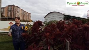 Знакомство с бестселлерами семян  «Русского Огорода» 🏆 Часть 2.