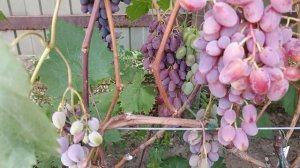 Ризомена селекции Донского казачества, и Рембрандт селекции Бурдака.