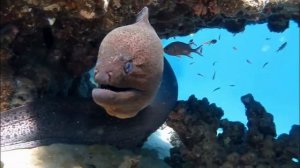 Национальный парк Рас-Мохаммед: жемчужина Красного моря