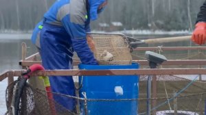 Запуск форели