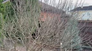 Обзор растений | Прогулка по саду | Хвойные Многолетники Кустарники Деревья Ноябрь’25 II