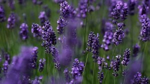 Звук природы. Птицы. Пение птицы Славка мельничек на лугу