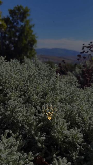 Видео от МОНС 4 COTTAGE