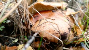 Подморозило, но маслята есть