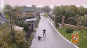 В Подмосковье полицейские задержали мужчину, причинившего смертельное ножевое ранение собаке